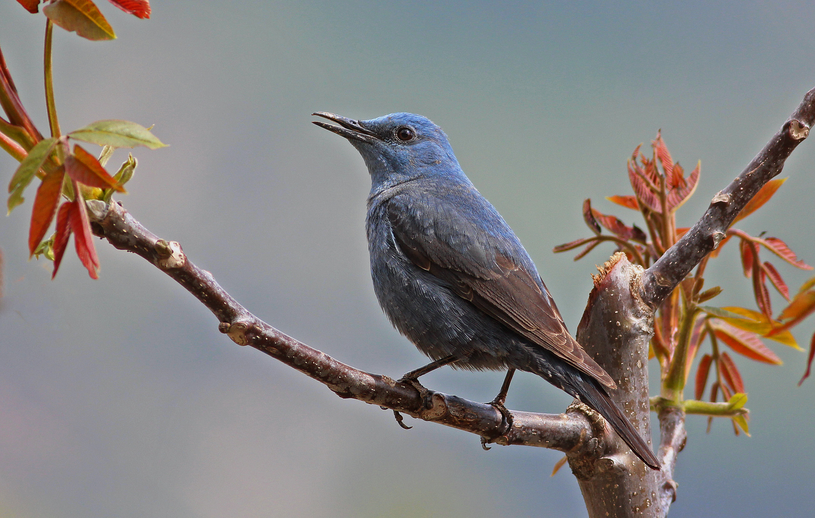 Blue Rock-Thrush — Ana fotoğraf